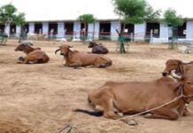 गौ सम्मान अभियान के प्रथम चरण की समीक्षा में जुटे गौ प्रेमी