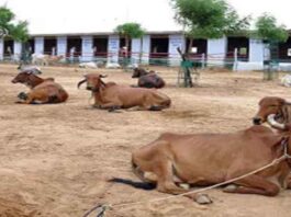 गौ सम्मान अभियान के प्रथम चरण की समीक्षा में जुटे गौ प्रेमी