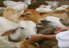 गौशाला भूमि विवाद को लेकर बस्सी में भारी तनाव : उग्र आंदोलन की चेतावनी से प्रशासन अलर्ट A huge event was organized for cow service, bird feed and bird feed distribution
