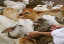 गौशाला भूमि विवाद को लेकर बस्सी में भारी तनाव : उग्र आंदोलन की चेतावनी से प्रशासन अलर्ट A huge event was organized for cow service, bird feed and bird feed distribution