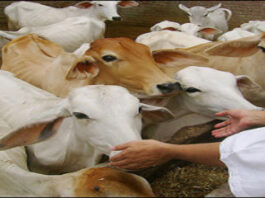 गौशाला भूमि विवाद को लेकर बस्सी में भारी तनाव : उग्र आंदोलन की चेतावनी से प्रशासन अलर्ट A huge event was organized for cow service, bird feed and bird feed distribution