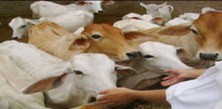 गौशाला भूमि विवाद को लेकर बस्सी में भारी तनाव : उग्र आंदोलन की चेतावनी से प्रशासन अलर्ट A huge event was organized for cow service, bird feed and bird feed distribution