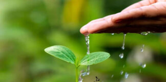 एक्सिस बैंक राजस्थान में 10 लाख देशी पौधे लगाए जाएंगे