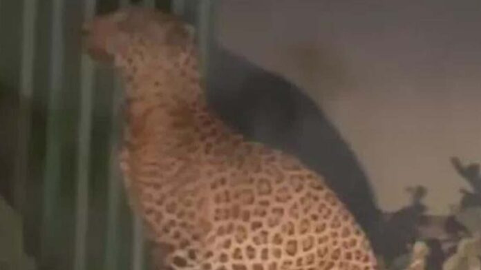 Leopard reached posh area: Panic among people