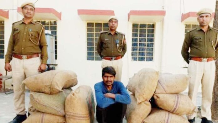 Five thousand opium plants growing under the cover of wheat and mustard crops were confiscated