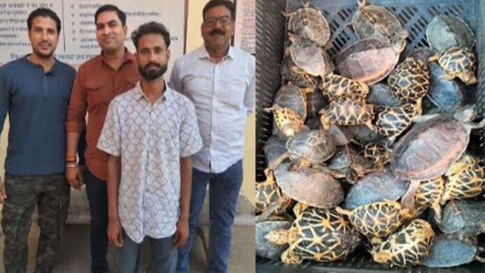 Police caught wildlife smuggler and recovered 45 turtles
