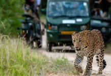 रिहायशी इलाके में फिर घूमता दिखा लेपर्ड Third Leopard Safari inaugurated on World Environment Day