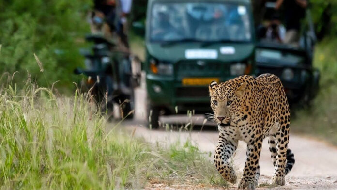 Third Leopard Safari inaugurated on World Environment Day