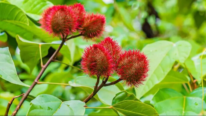 We will honor the brave soldiers by giving them vermilion plants