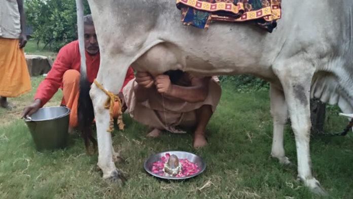 Abhishekam of Parthiv Shivling with the udder of cow in the month of Shravan