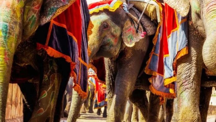 World Elephant Day on August 12th
