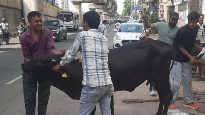 Heritage Corporation Animal Management Branch sent the helpless cattle to Hingonia Gaushala