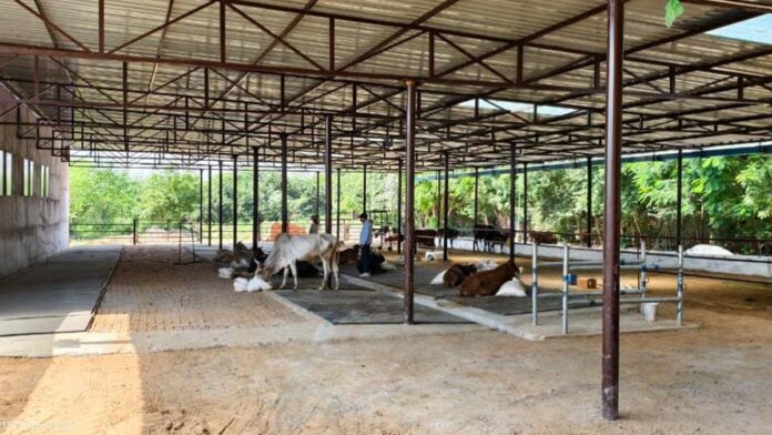 Inauguration of cow treatment unit at Hingonia, the world's largest cow rehabilitation centre