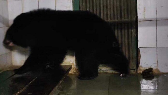 Pair of Himalayan Black Bears brought to Nahargarh Biological Park Pair of Himalayan Black Bears brought to Nahargarh Biological Park