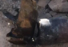 फ्लैट की चौथी मंजिल पर तेज धमाके के साथ सिलेंडर फटा