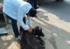 अब तक 760 से अधिक निराश्रित पशुओं को पकड़कर पहुंचाया हिंगौनिया गौशाला