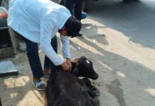 अब तक 760 से अधिक निराश्रित पशुओं को पकड़कर पहुंचाया हिंगौनिया गौशाला