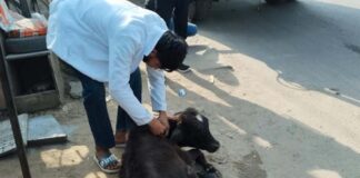 अब तक 760 से अधिक निराश्रित पशुओं को पकड़कर पहुंचाया हिंगौनिया गौशाला