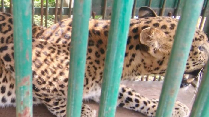 A leopard cub entered MNIT engineering college. A leopard cub entered MNIT engineering college.