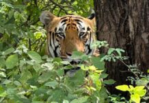 नाहरगढ़ जैविक उद्यान में 2 हजार 316 सैलानियों ने किया शेर–बाघ के दीदार का दीदार 2,316 tourists witnessed the lion and tiger sightings at Nahargarh Biological Park.