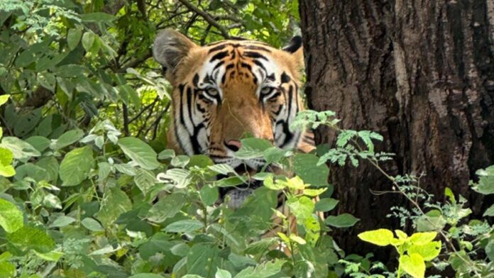2,316 tourists witnessed the lion and tiger sightings at Nahargarh Biological Park. 2,316 tourists witnessed the lion and tiger sightings at Nahargarh Biological Park.