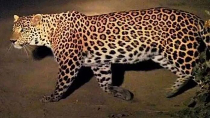 The forest department is on alert regarding leopard activity in Jaipur.