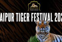 जयपुर टाइगर फेस्टिवल आज से: जेकेके में सजेगी बाघों की दुनिया Jaipur Tiger Festival starts today.
