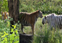 सैलानियों के लिए प्रमुख आकर्षण बने नाहरगढ़ जैविक उद्यान की टाइगर एवं लायन सफारी The tiger and lion safari at Nahargarh Biological Park has become a major attraction for tourists.