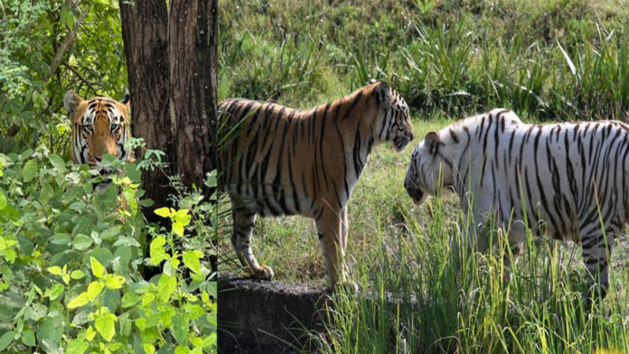 The tiger and lion safari at Nahargarh Biological Park has become a major attraction for tourists.
