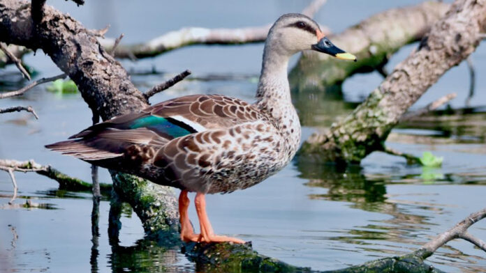 Jaipur Bird Festival from January 31st. Jaipur Bird Festival from January 31st.