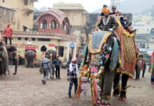 आमेर किले पर शाही नजारा: हाथियों ने किया सैलानियों का स्वागत