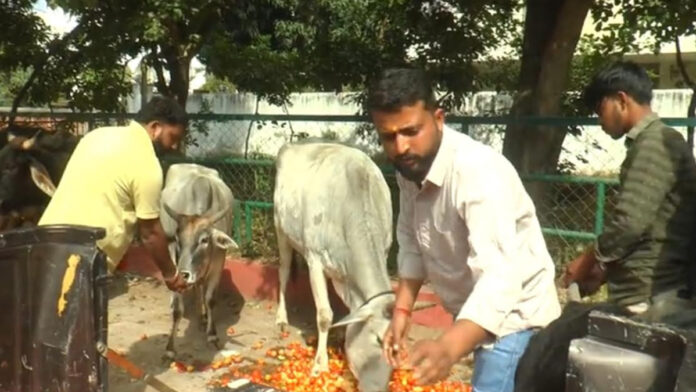 Shri Krishna Sena has completed its 100-day cow service pledge.