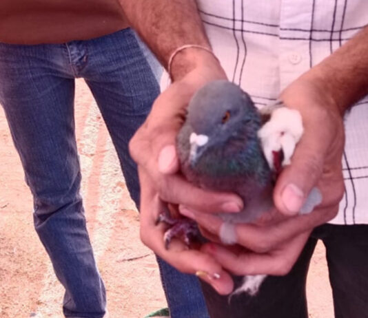 मांझे की डोर से घायल परिंदों की बचाई जान