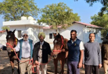 राजस्थान पुलिस की माउंटेड टीम को मिले थौरो ब्रेड के दो घोड़े