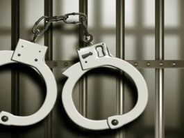 दो कार्टूनों में भरे 42 कबूतरों जब्त कर किए तीन तस्करों को गिरफ्तार