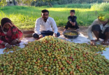 किसानों की मेहनत, बाजार की मांग और पहचान बनता चौमूं का बेर