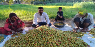 किसानों की मेहनत, बाजार की मांग और पहचान बनता चौमूं का बेर