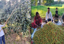 किसानों की मेहनत, बाजार की मांग और पहचान बनता चौमूं का बेर