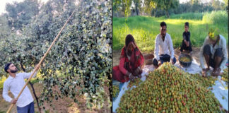 किसानों की मेहनत, बाजार की मांग और पहचान बनता चौमूं का बेर