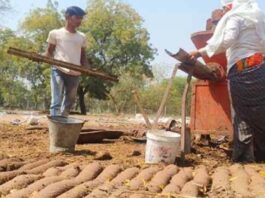 हवन सामग्री युक्त गोकाष्ठ से होगा होलिका दहन, छोटीकाशी में इस बार मनाई जाएगी वैदिक होली The Holika bonfire will be lit using cow dung cakes containing sacrificial materials.