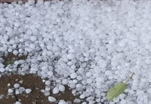 पश्चिमी विक्षोभ का असर: प्रदेशभर में बारिश–ओलावृष्टि