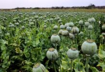 सरसों के खेतों के बीच मिली अफीम की खेती: 2 करोड़ के 6067 किलो पौधे जब्त