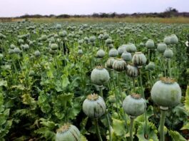 सरसों के खेतों के बीच मिली अफीम की खेती: 2 करोड़ के 6067 किलो पौधे जब्त