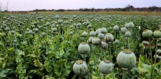 सरसों के खेतों के बीच मिली अफीम की खेती: 2 करोड़ के 6067 किलो पौधे जब्त