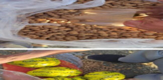 मूंगफली की बोरियों में छिपाकर ले जा रहे थे अफीम, 14.3 किलो बरामद Opium was being transported hidden in peanut sacks.