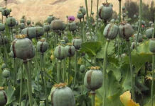 गन्ने की फसल की आड़ में अफीम की खेती का खुलासा, 5317 पौधे जब्त