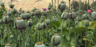 गन्ने की फसल की आड़ में अफीम की खेती का खुलासा, 5317 पौधे जब्त