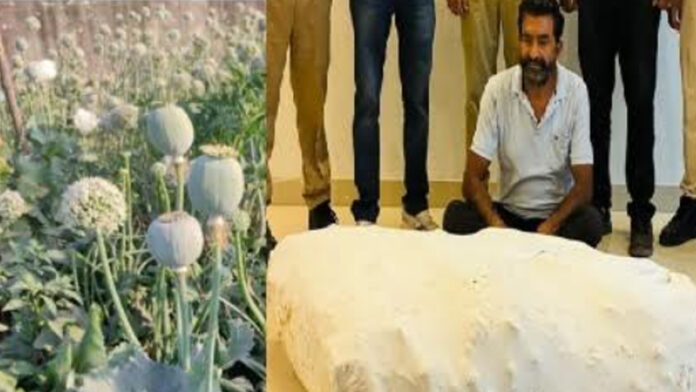 Opium grown amidst onion crop
