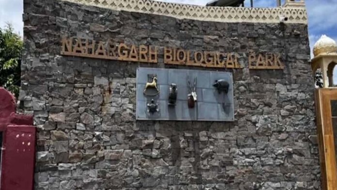Good news in Nahargarh Biological Park on Dhulandi Good news in Nahargarh Biological Park on Dhulandi