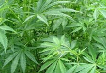 घर के बाड़े में ही उगा रखे थे गांजे के 280 पौधे 280 cannabis plants were being grown right within the home's compound.